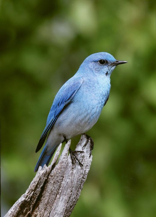 Honorable Mention - Wildlife