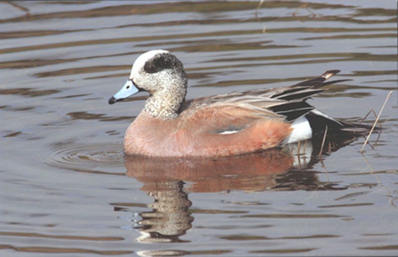 Honorable Mention - Wildlife