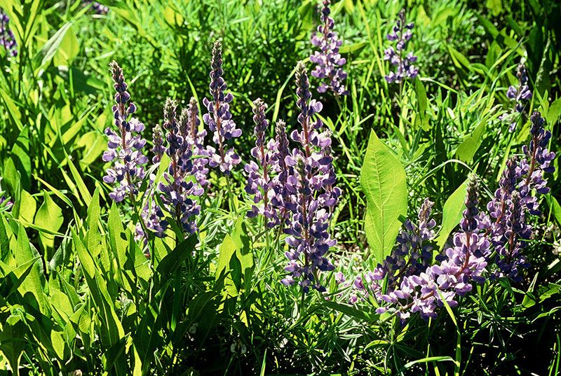 Lupine