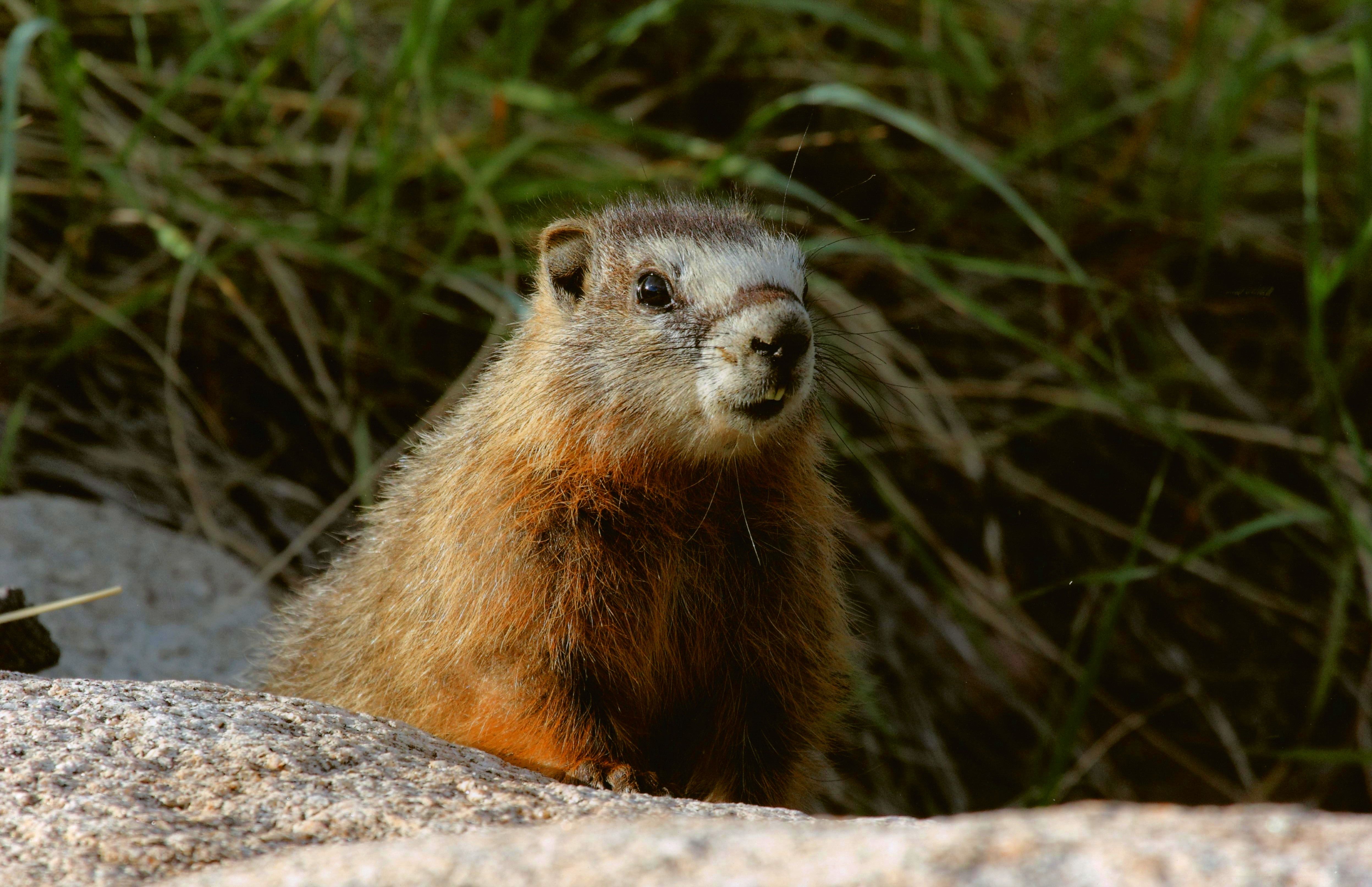 Honorable Mention - Wildlife