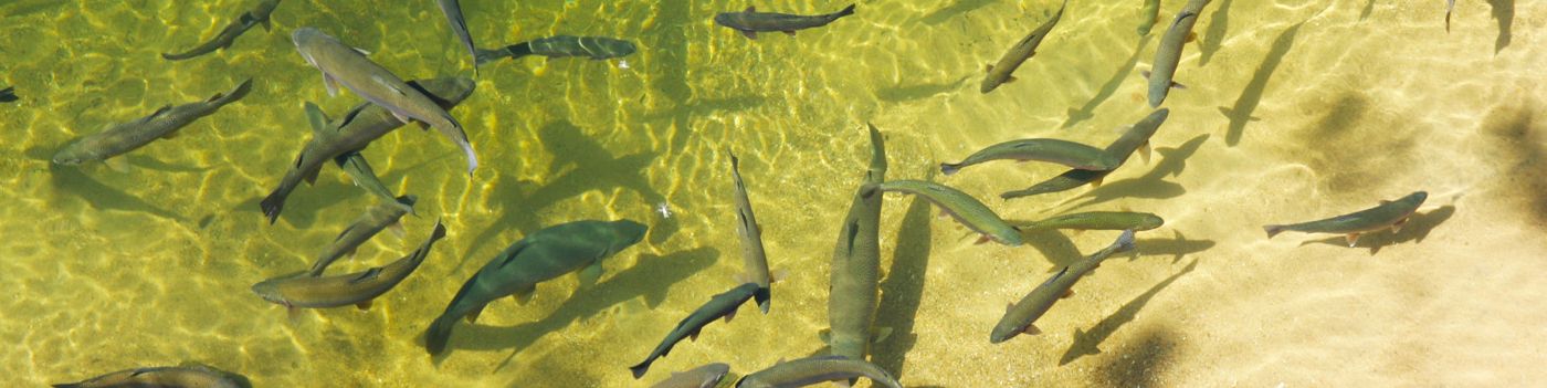 WELCOME TO SINKS CANYON