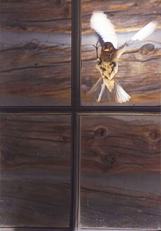 Honorable Mention - Potpourri