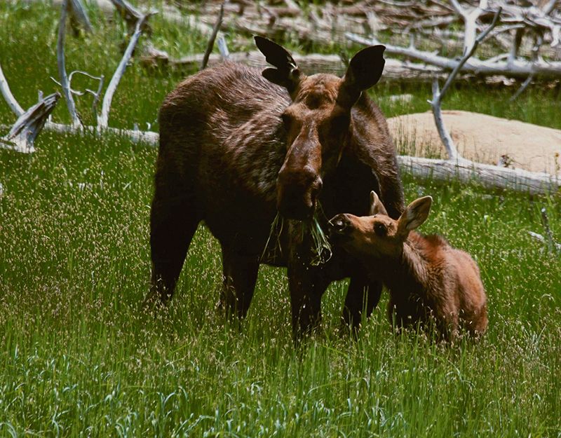 Honorable Mention - Wildlife