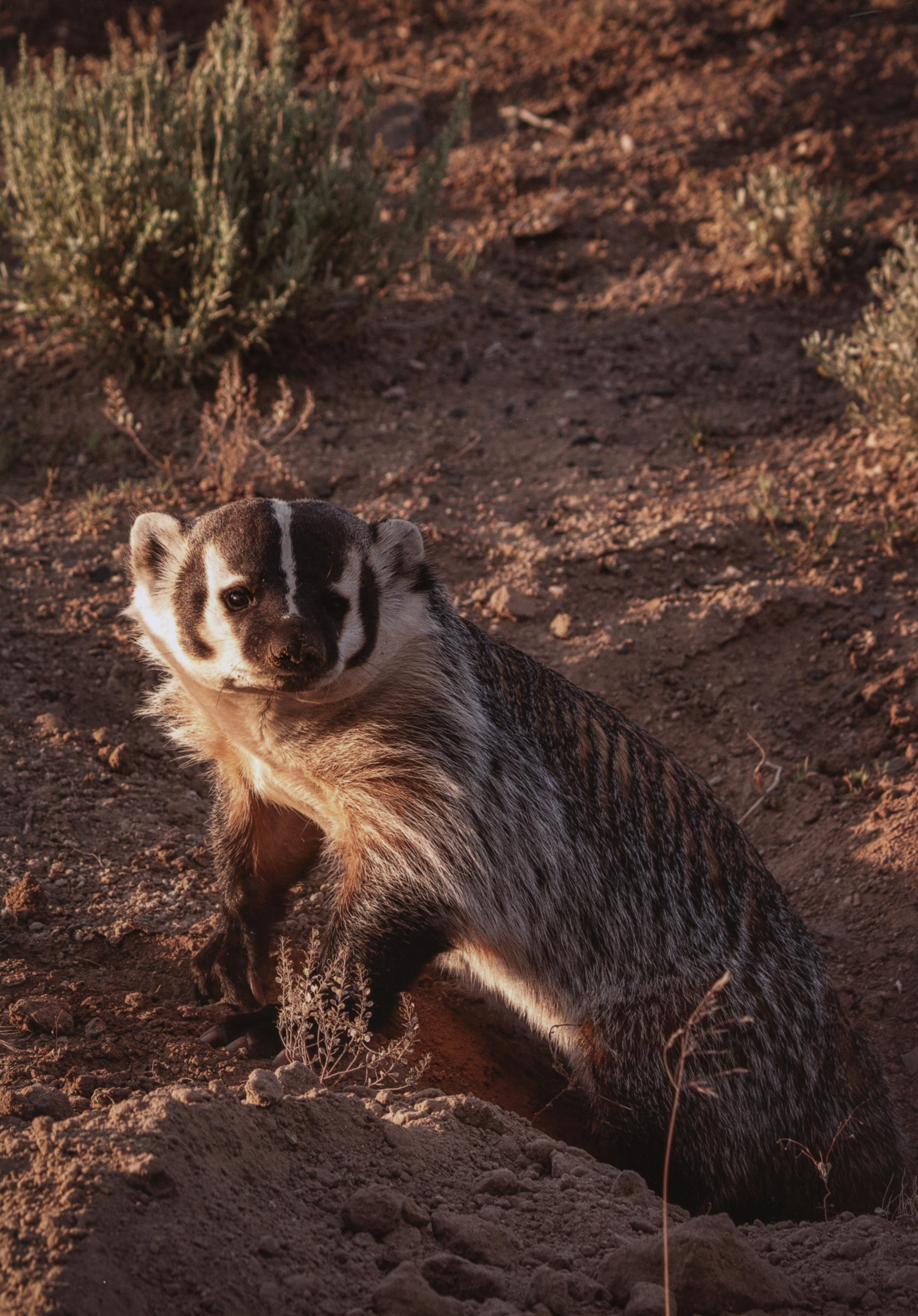 Honorable Mention - Wildlife