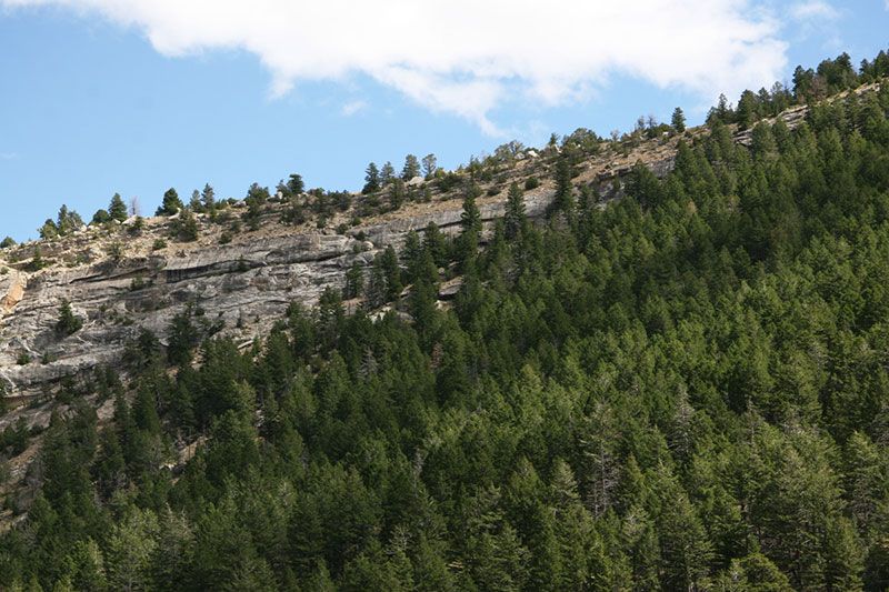 Conifer Habitat North Facing Slope
