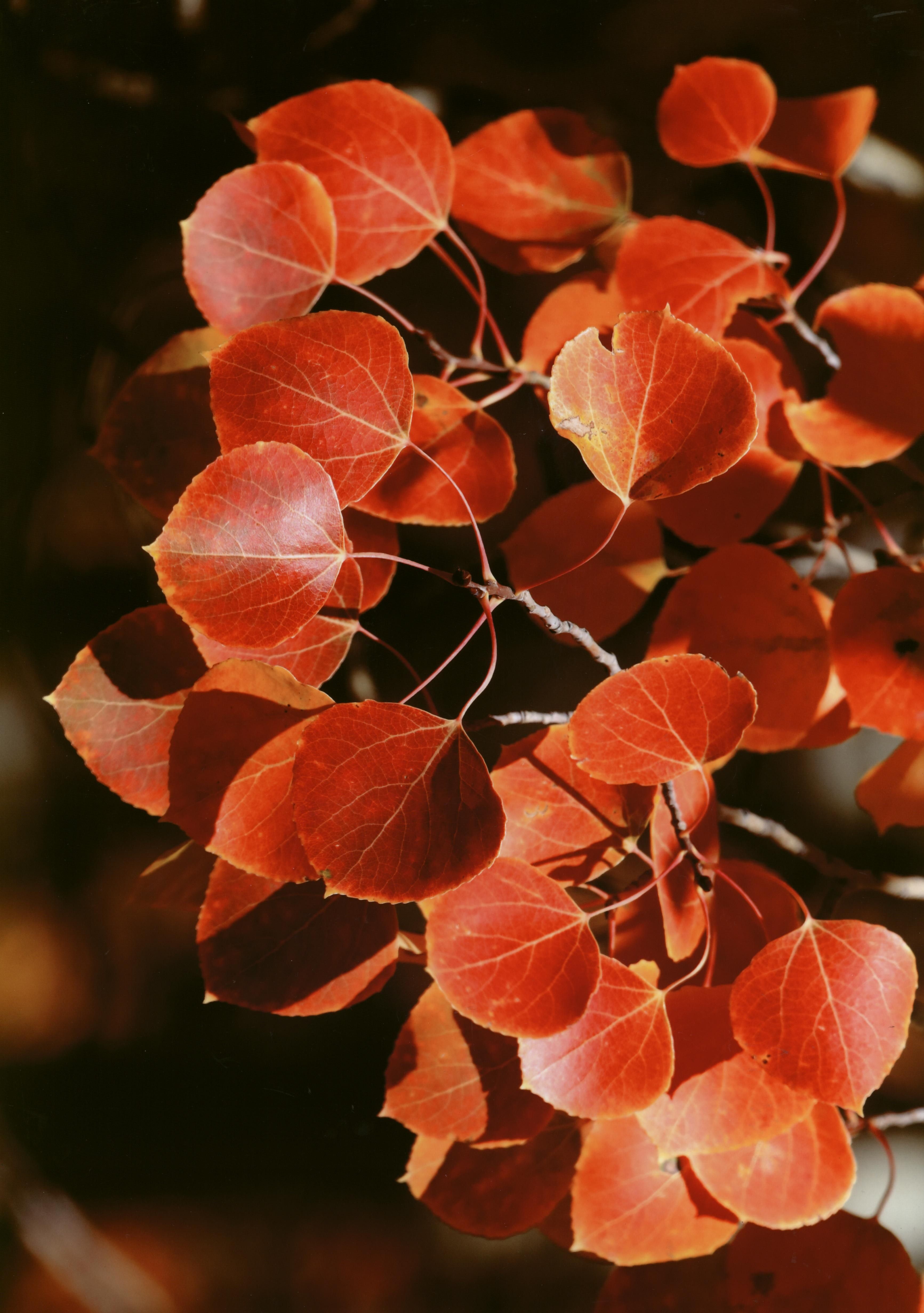 Honorable Mention - Flora