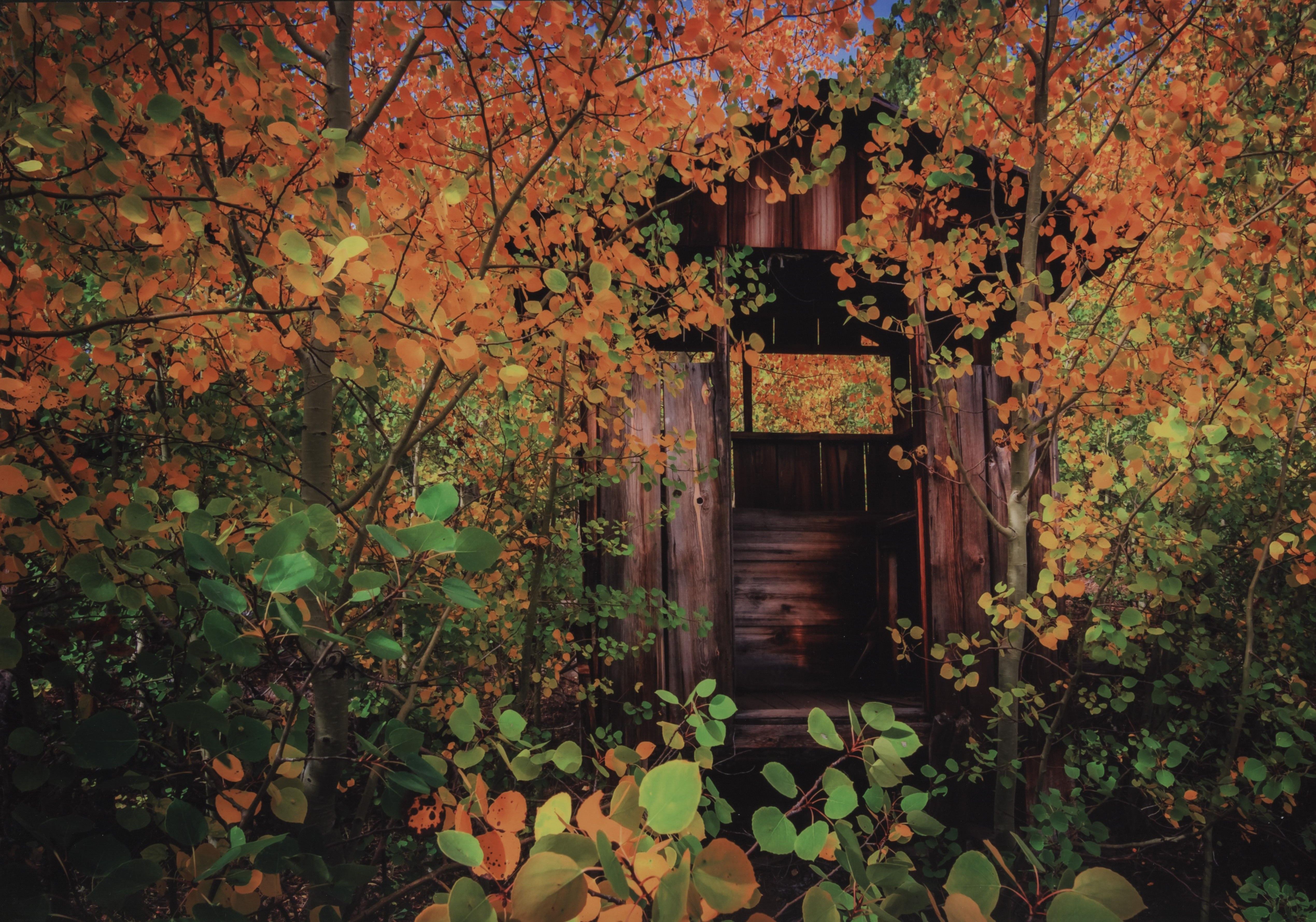 Honorable Mention - Potpourri