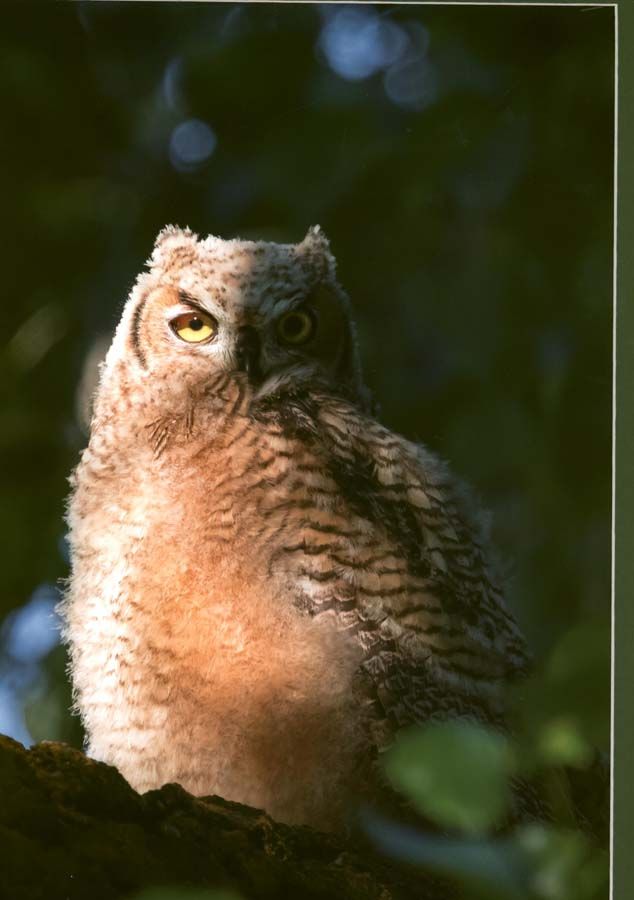 Honorable Mention-wildlife