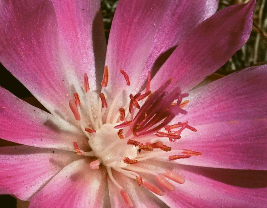 Honorable Mention - Flora