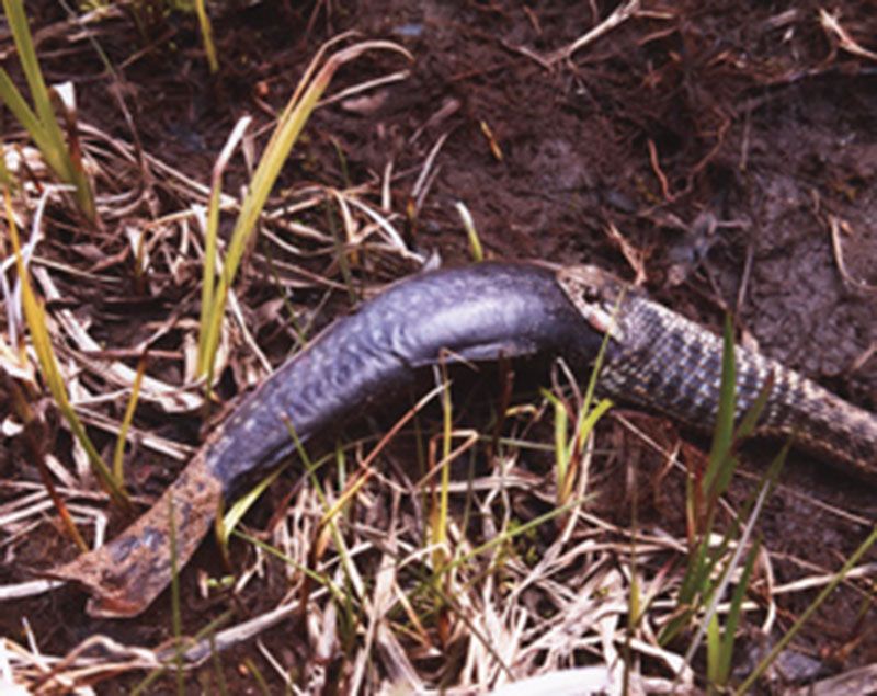 Honorable Mention - Potpourri