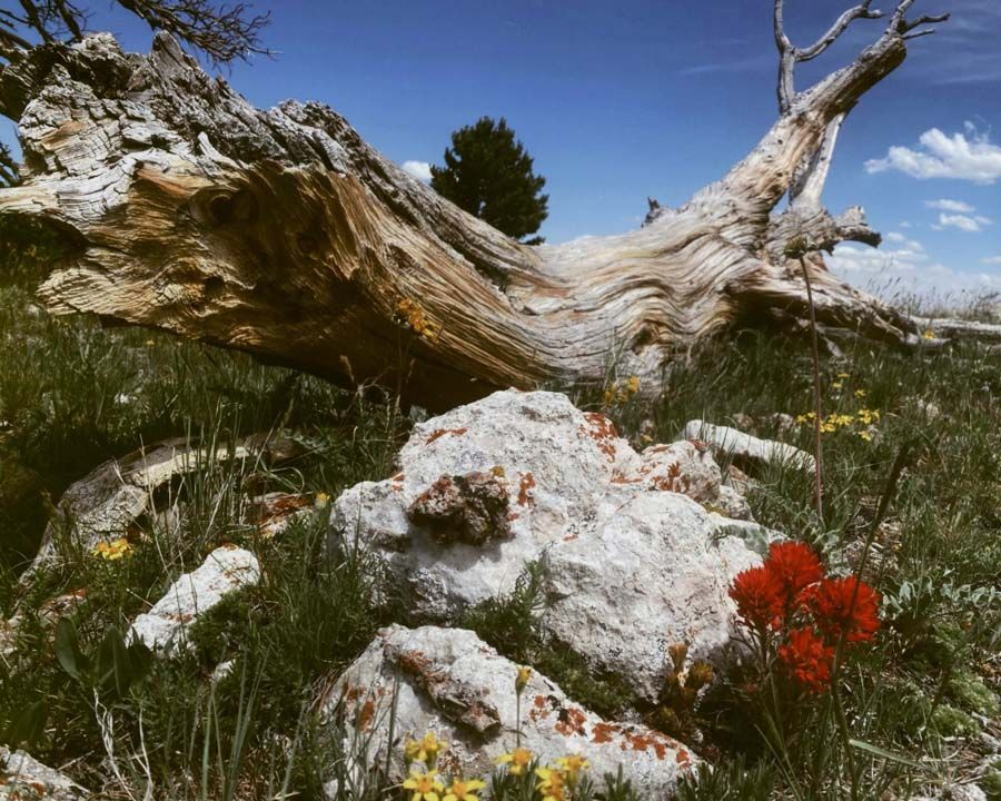 Honorable Mention-Flora