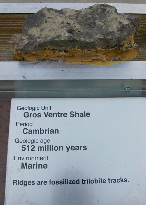 Gros Ventre Shale - Cambrian