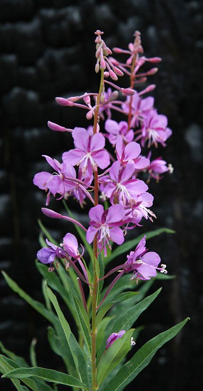 Fireweed