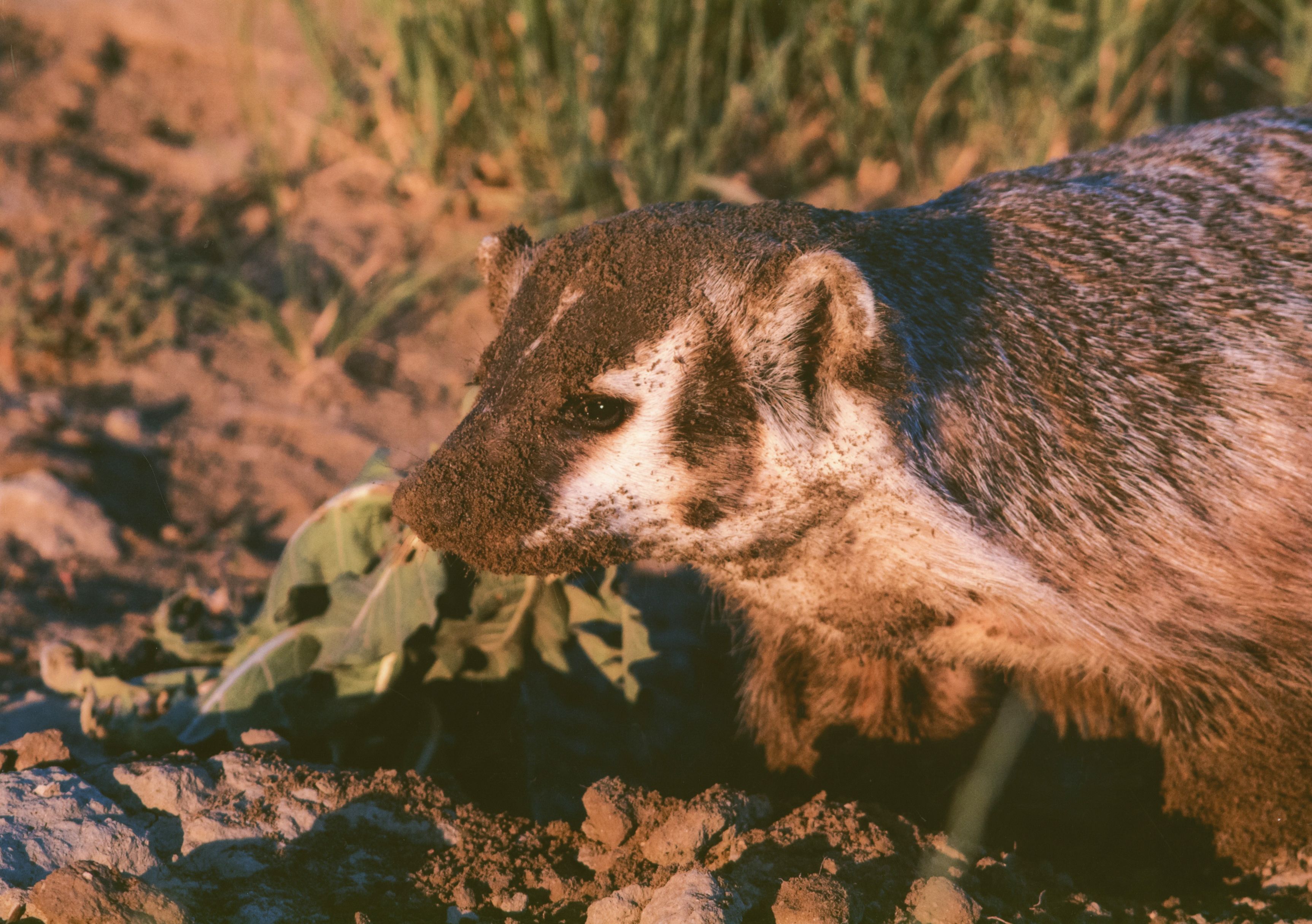 Honorable Mention - Wildlife