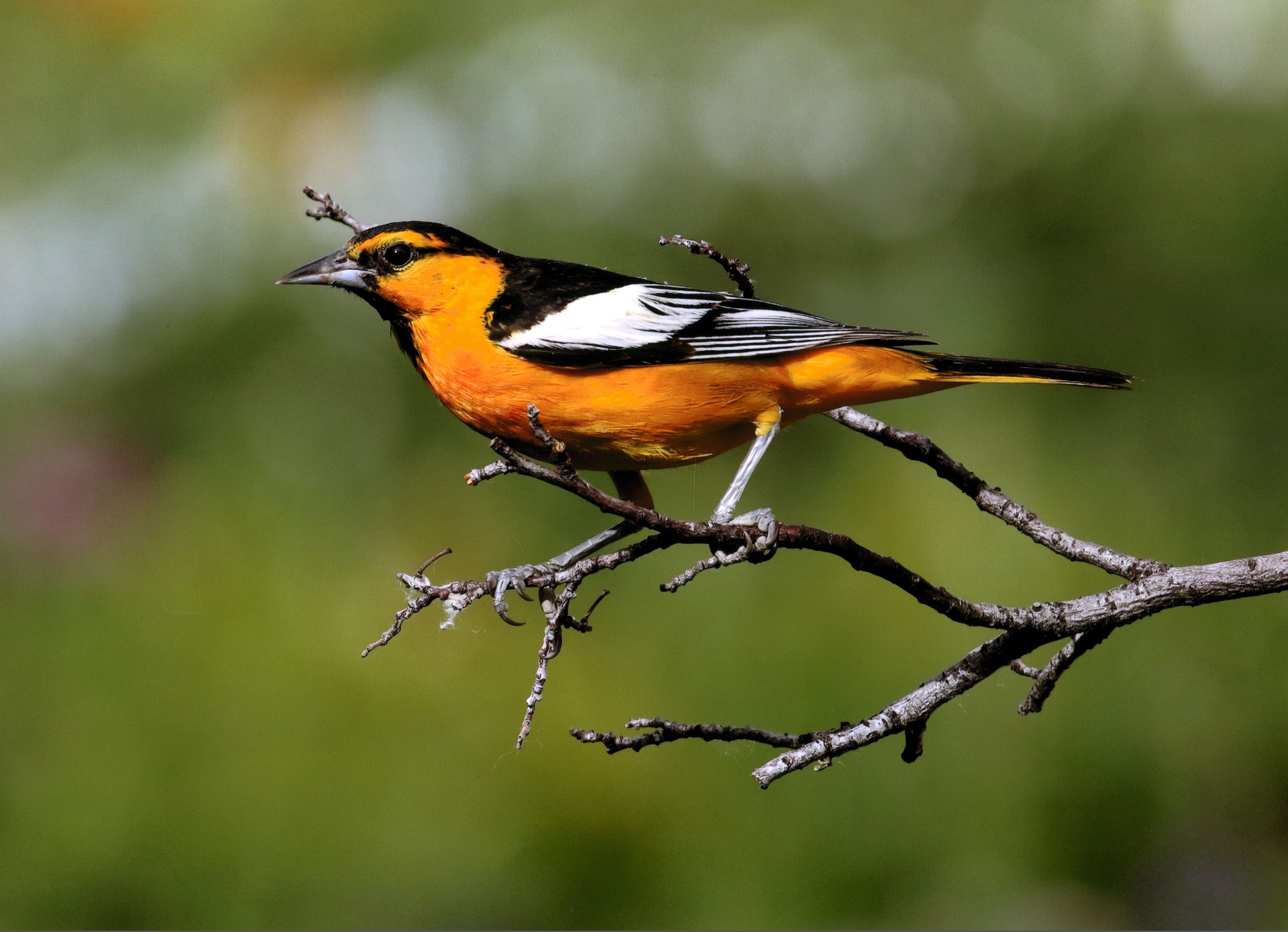 Honorable Mention - Wildlife