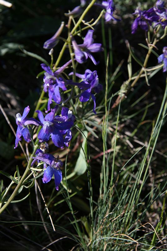 Larkspur