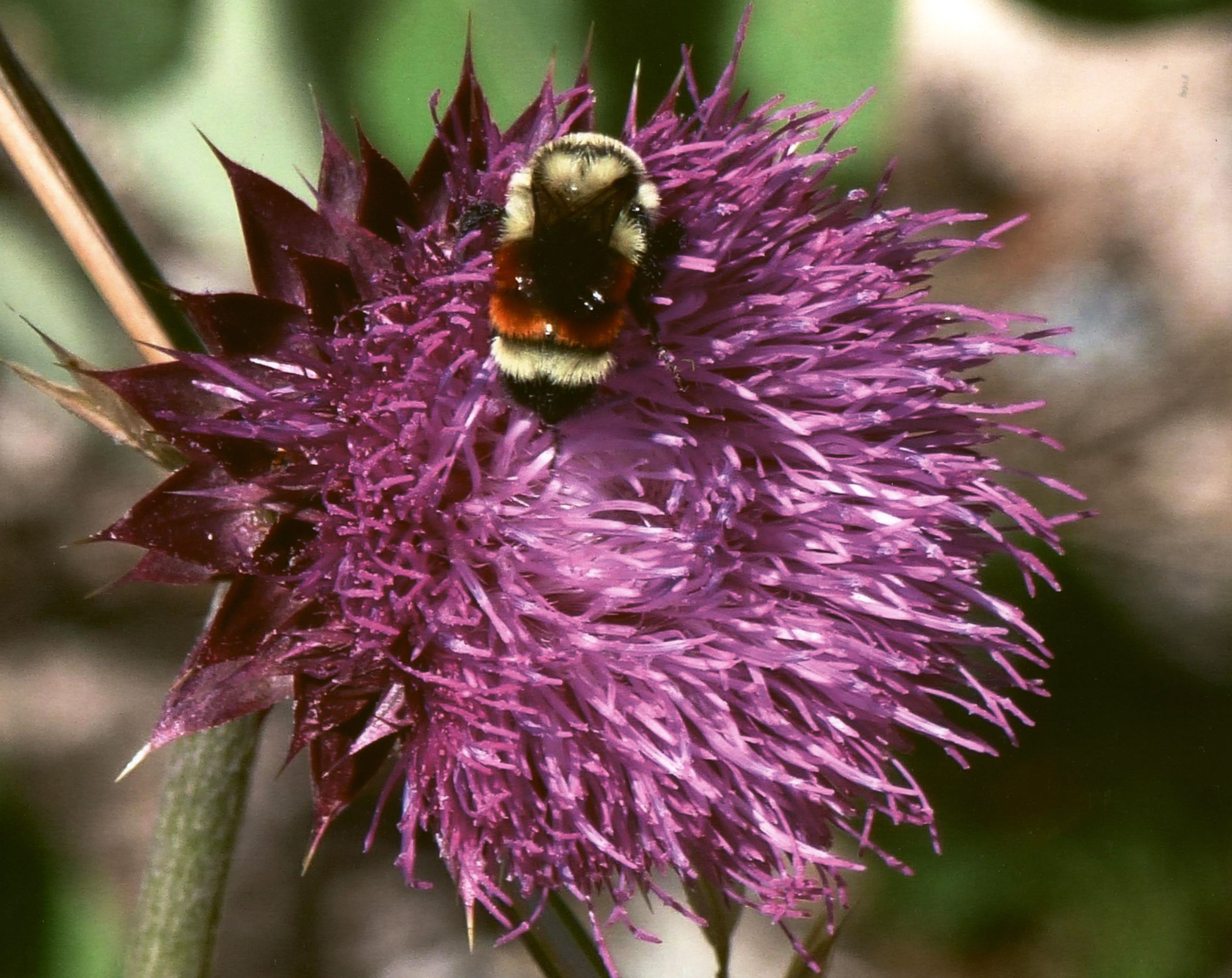 Honorable Mention - Flora