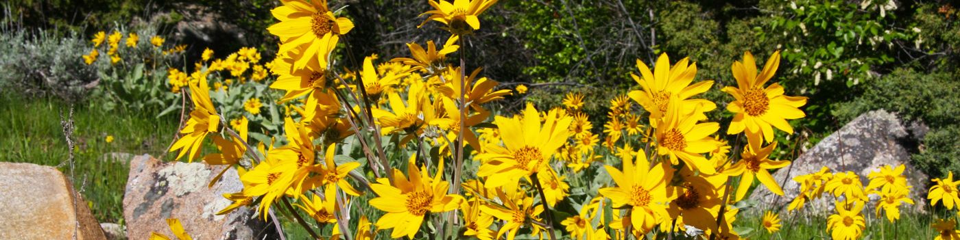 WELCOME TO SINKS CANYON