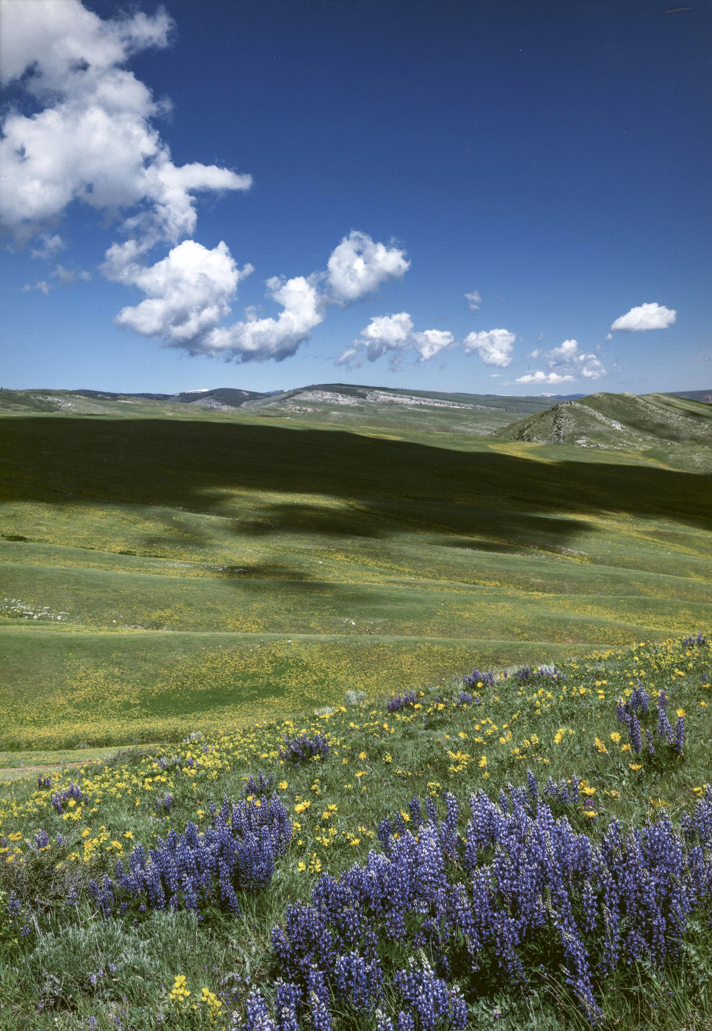 Honorable Mention - Flora