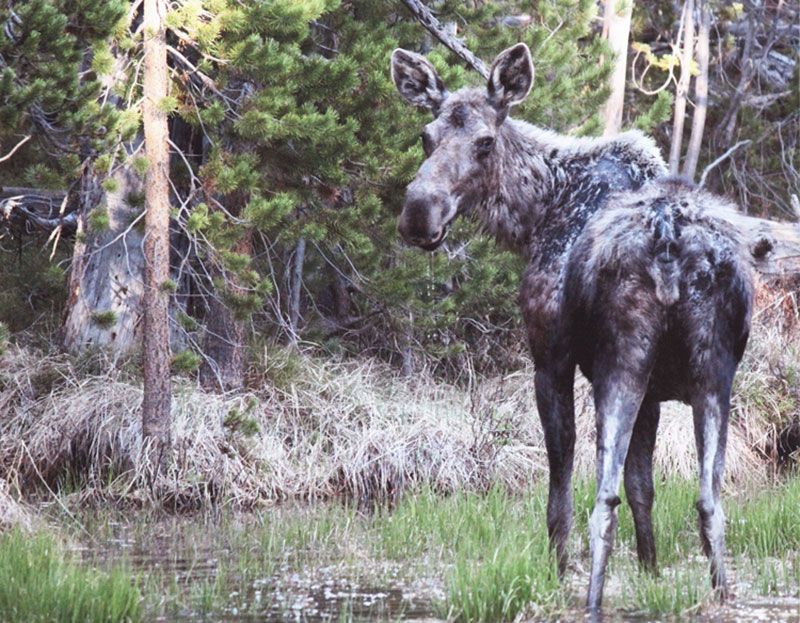 Honorable Mention - Wildlife