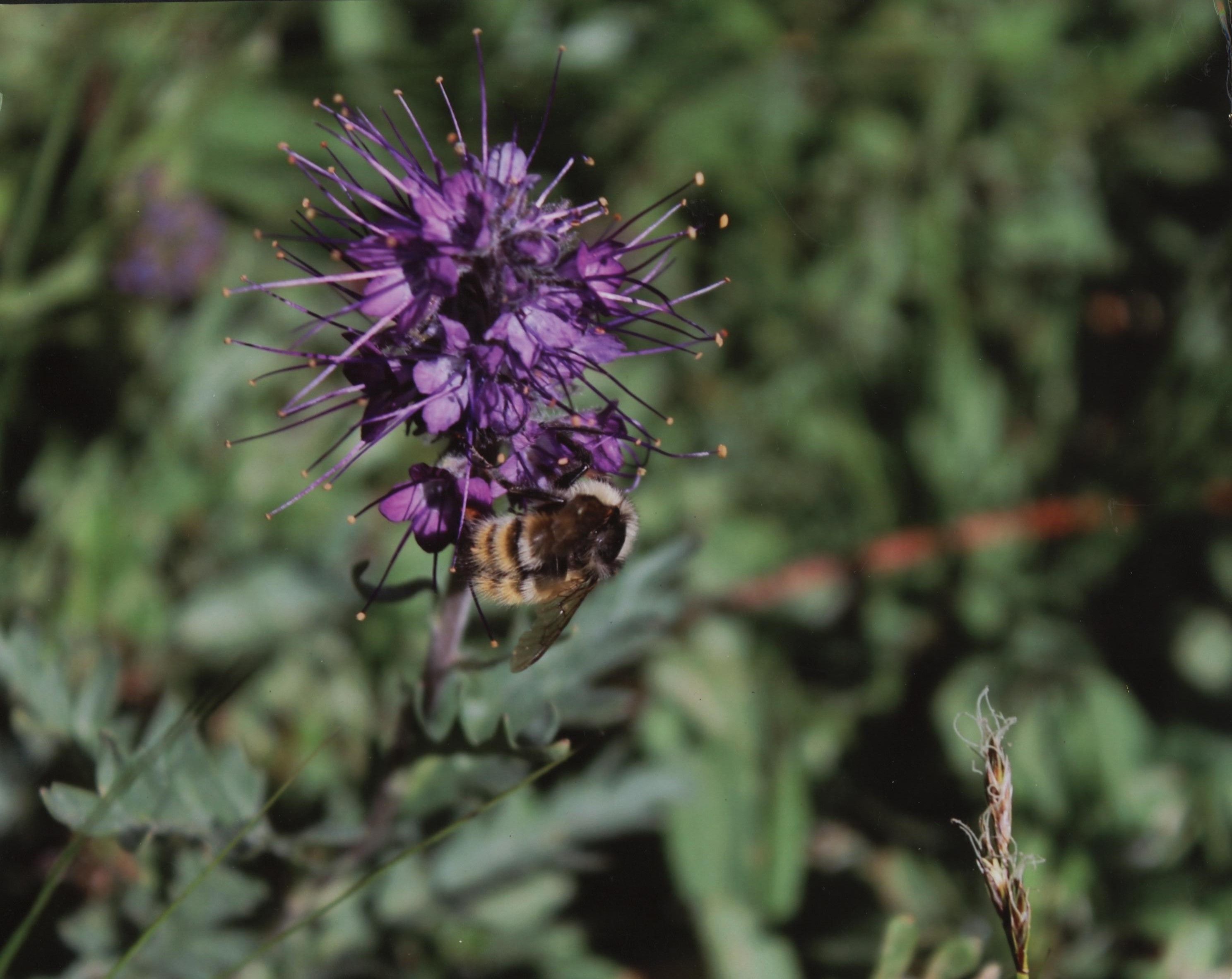 Honorable Mention - Flora