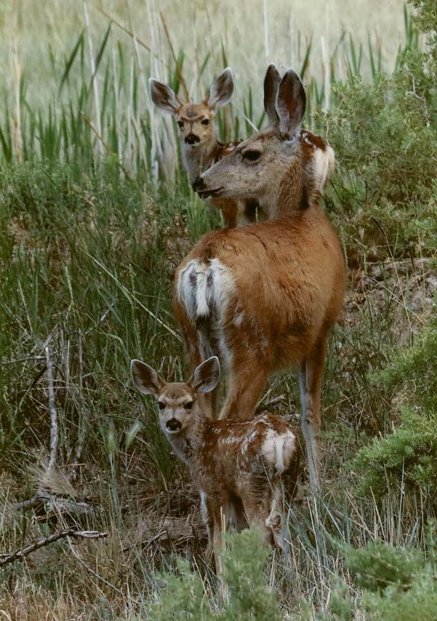 Honorable Mention-wildlife