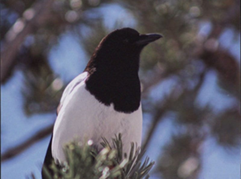 Honorable Mention - Wildlife