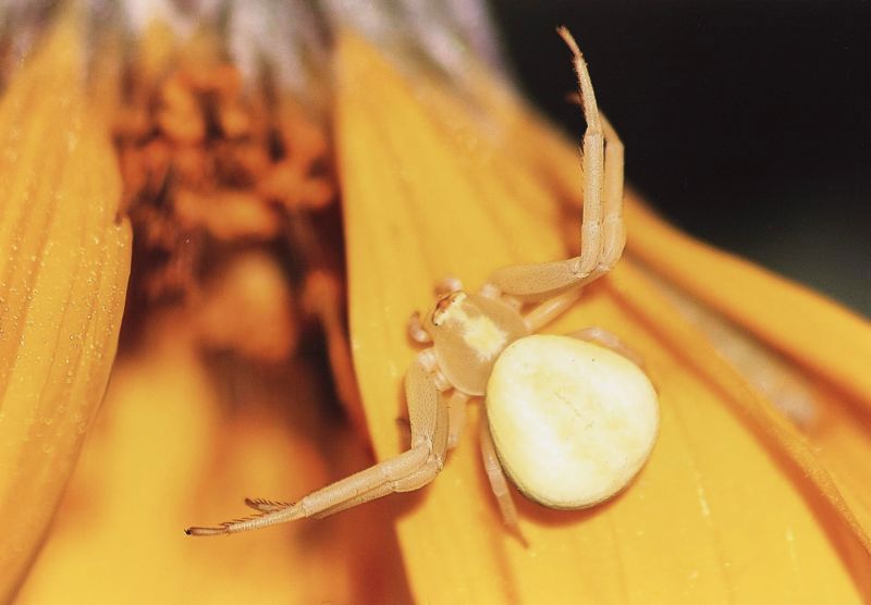 Honorable Mention - Wildlife