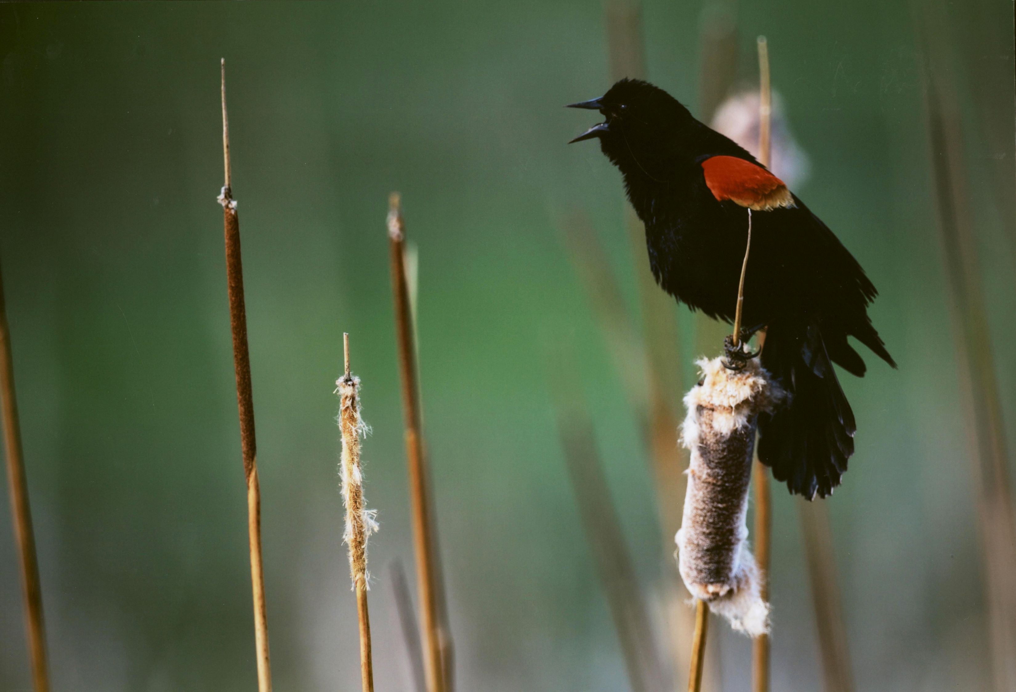 Honorable Mention - Wildlife