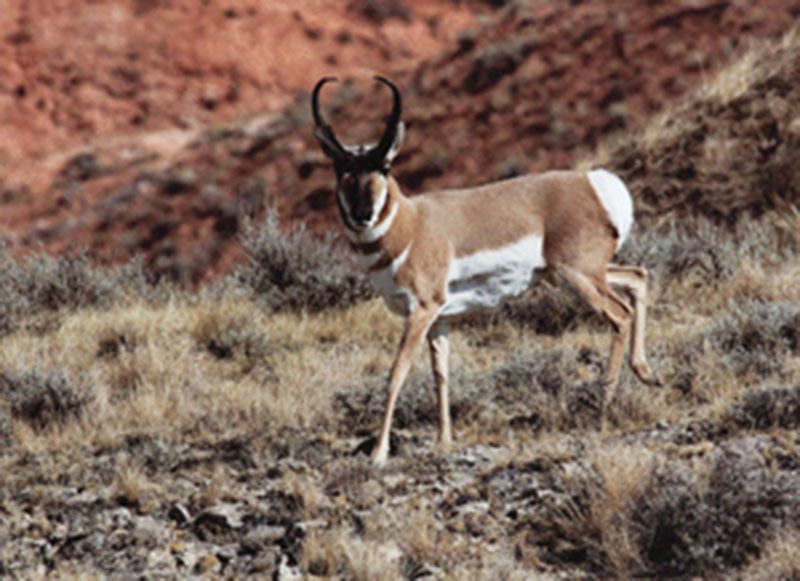 Honorable Mention - Wildlife