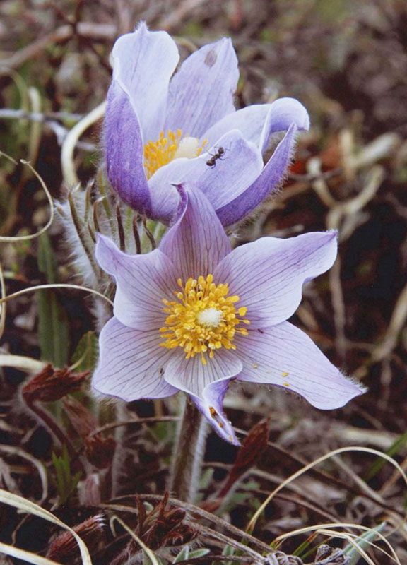 Honorable Mention - Flora