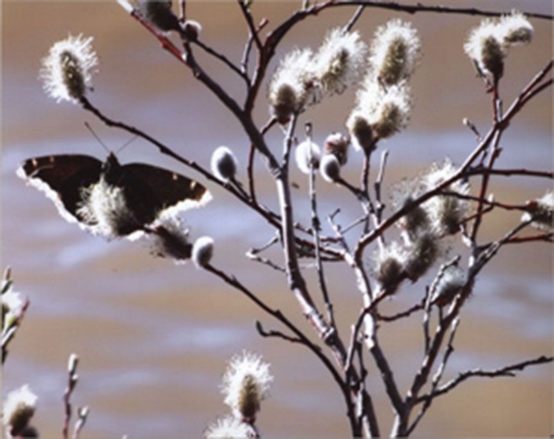 Honorable Mention - Flora