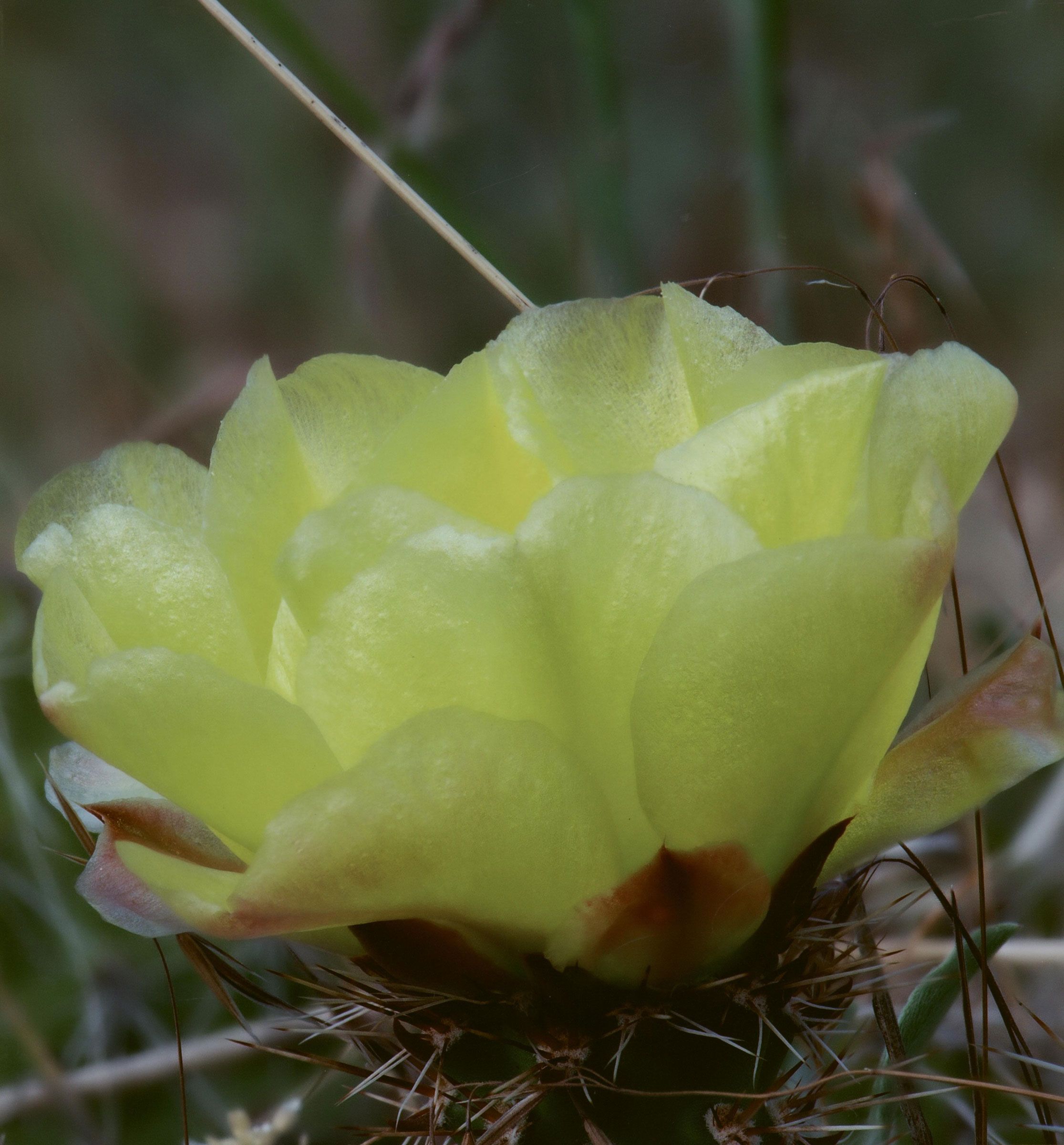 Honorable Mention - Flora