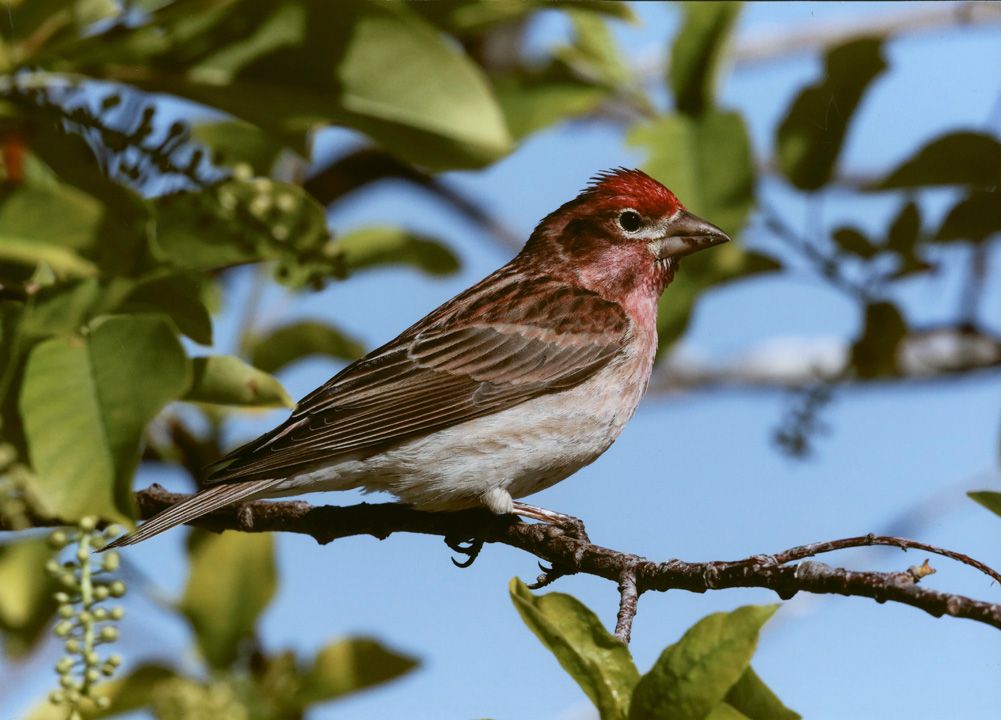 Honorable Mention - Wildlife