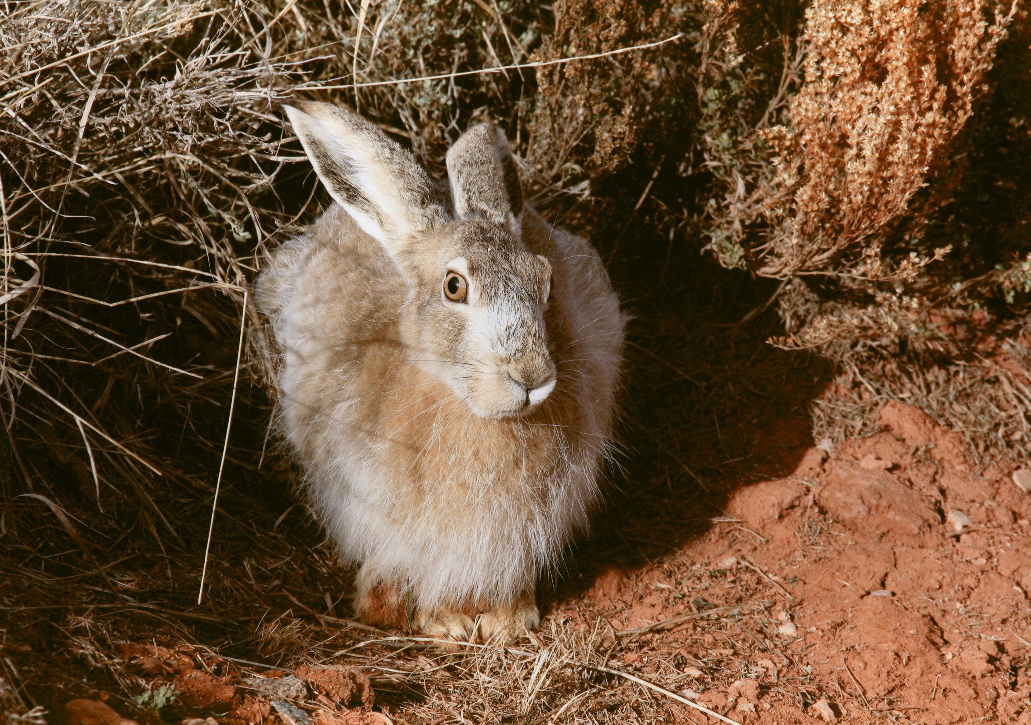 Honorable Mention - Wildlife