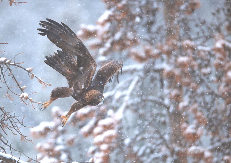 Best In Show & People's Choice Award