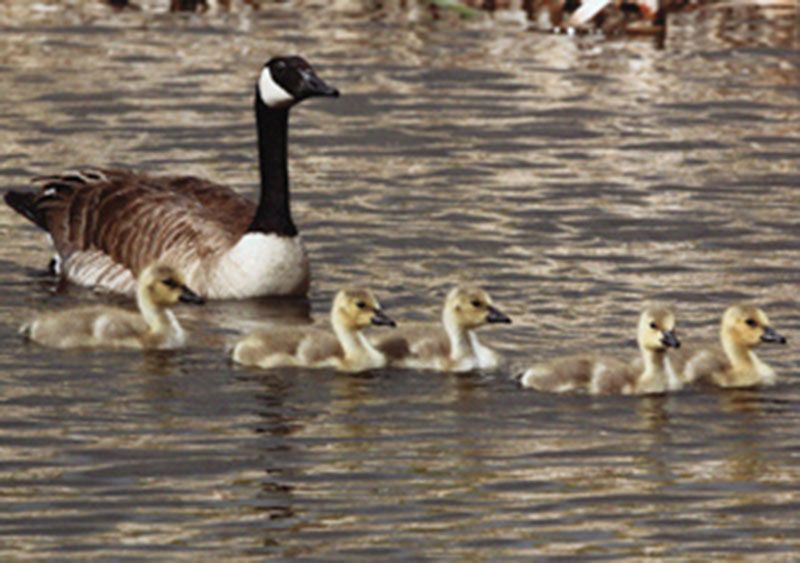 Honorable Mention - Wildlife