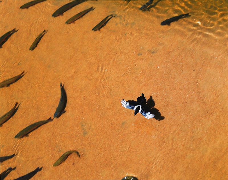 Honorable Mention - Wildlife