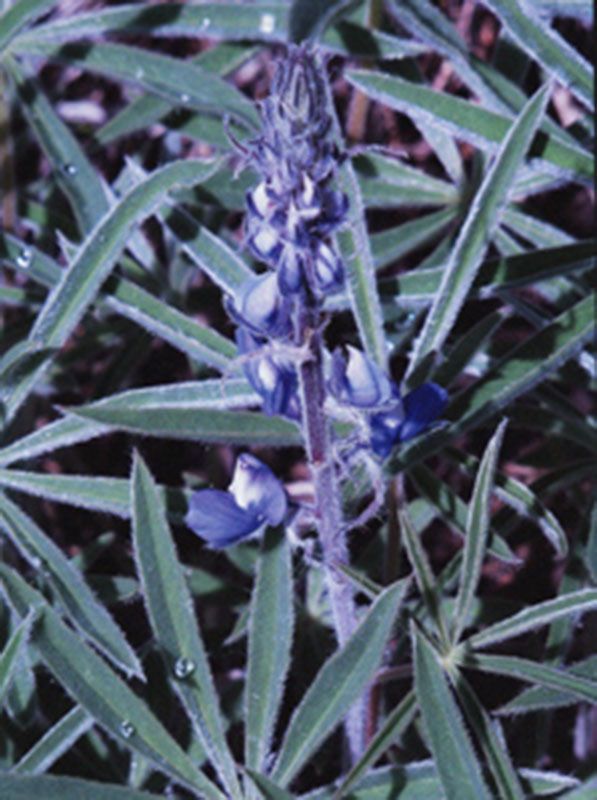 Honorable Mention - Flora