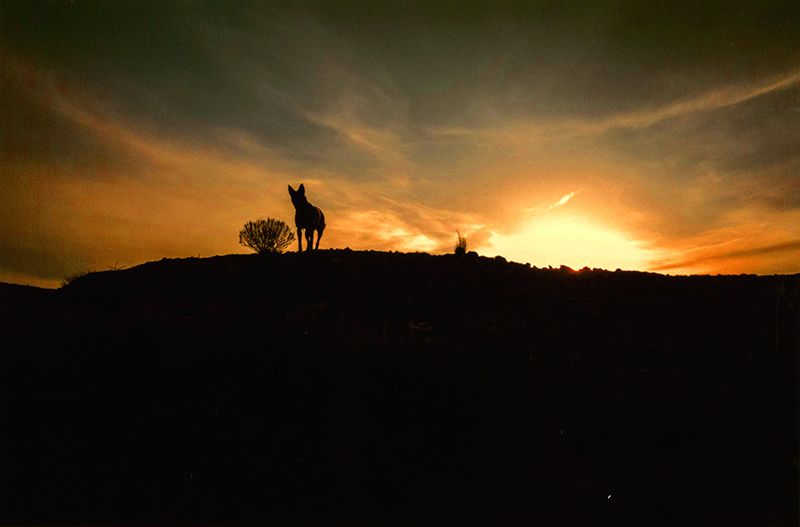 Honorable Mention - Potpourri