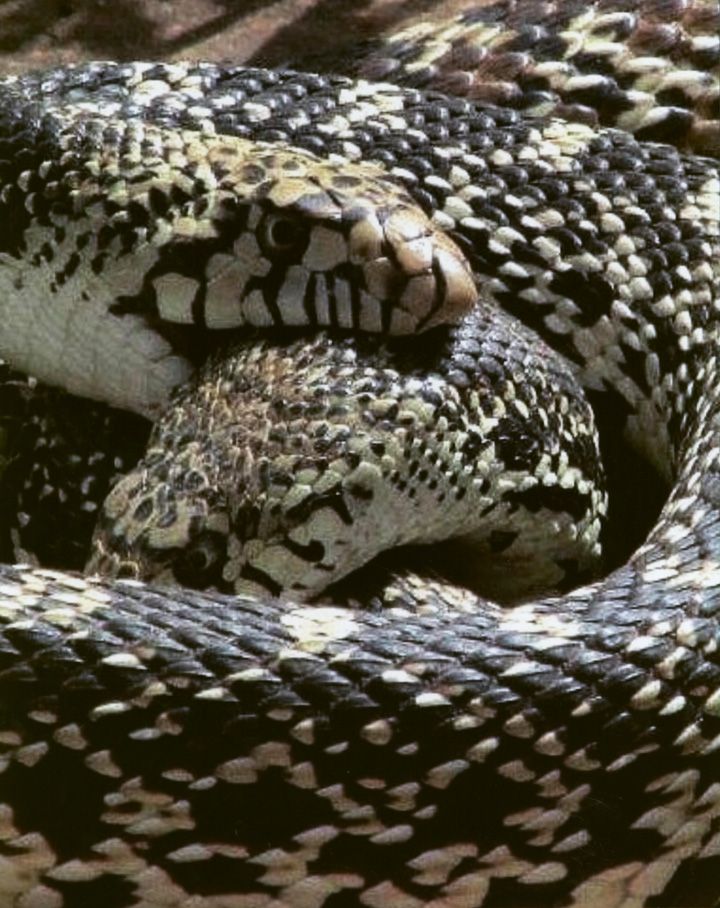 Honorable Mention - Wildlife