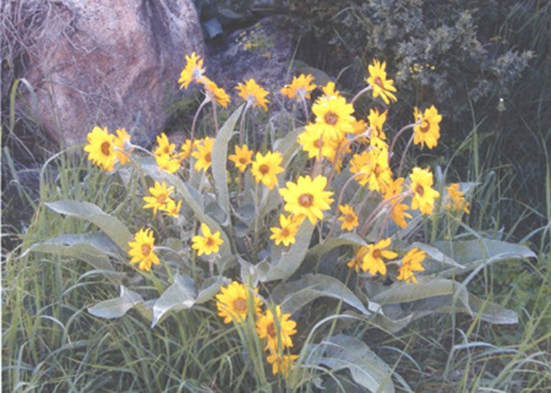 Honorable Mention - Flora