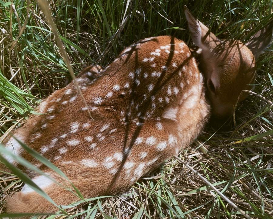 Honorable Mention-wildlife