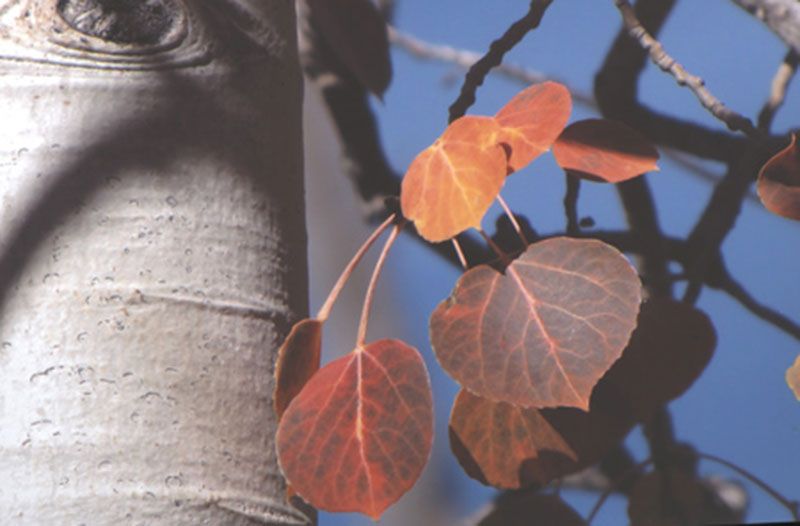 Honorable Mention - Flora