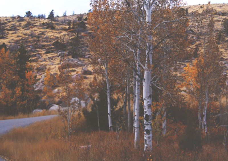 Honorable Mention - Scenic