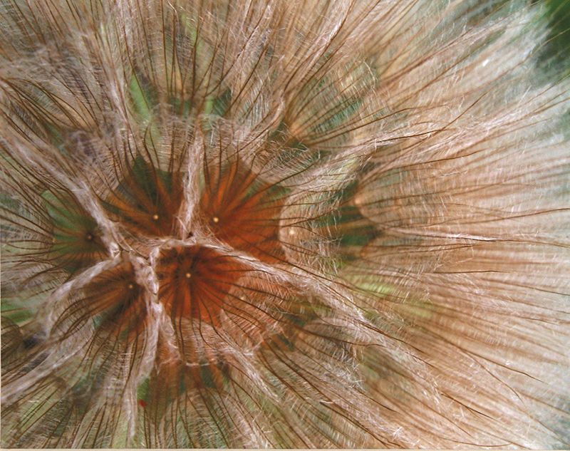 Honorable Mention - Flora