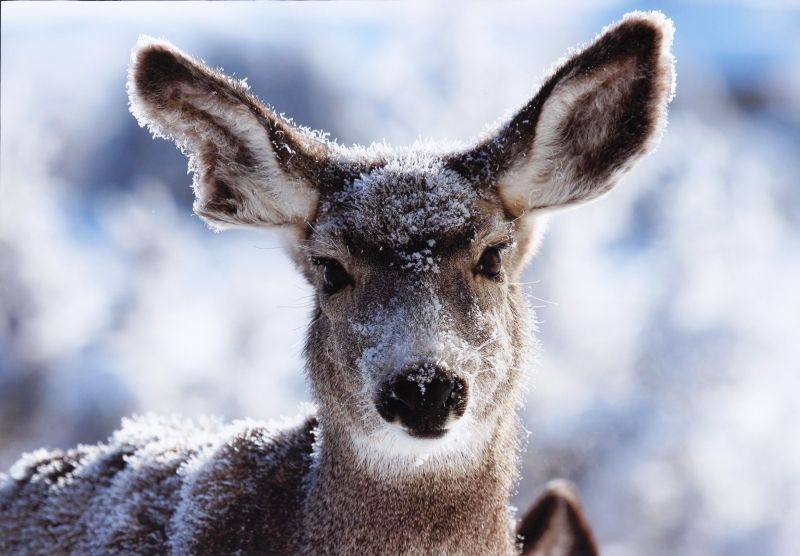 Honorable Mention - Wildlife