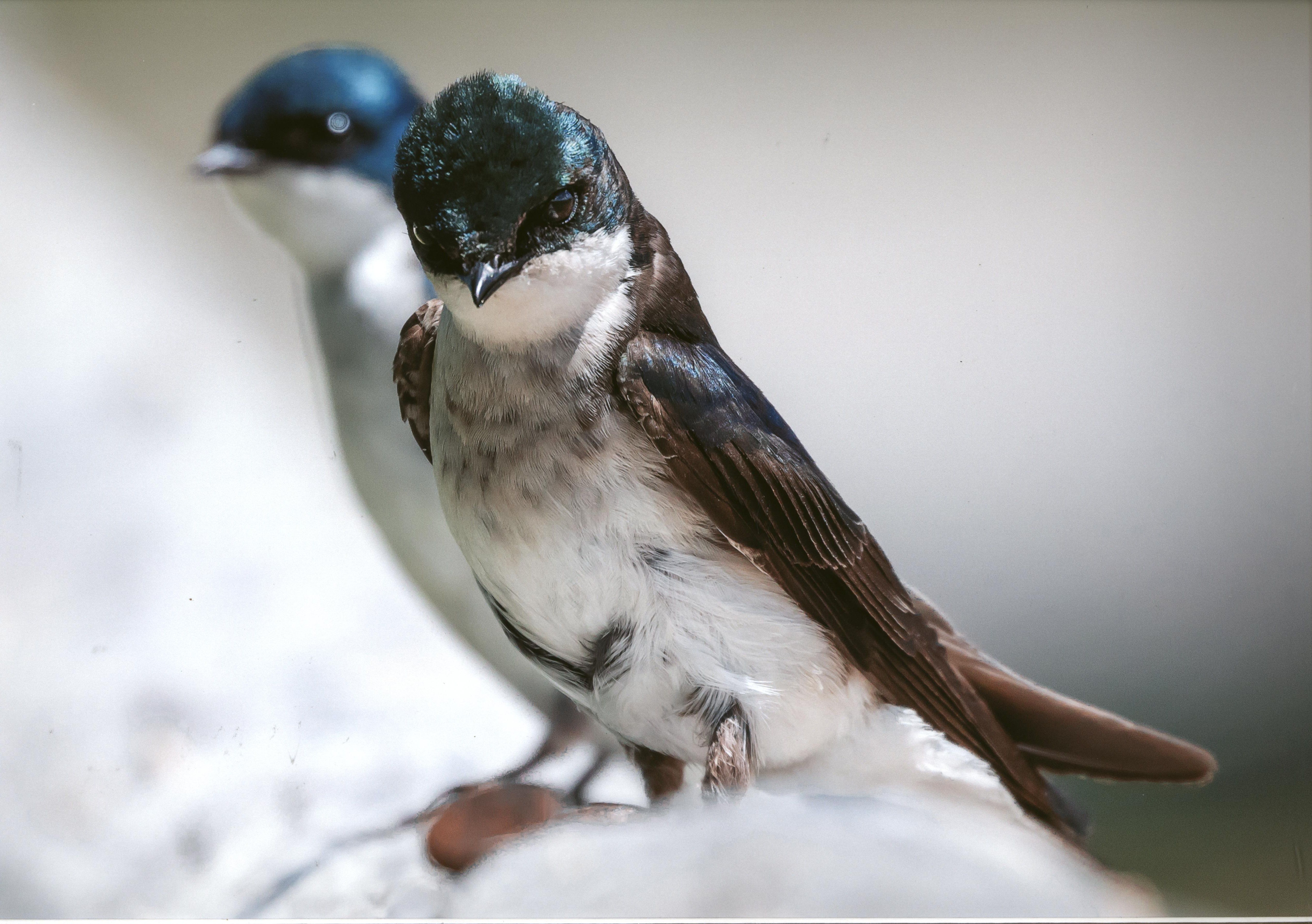 Wildlife Honorable Mention