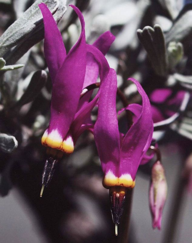 Honorable Mention - Flora