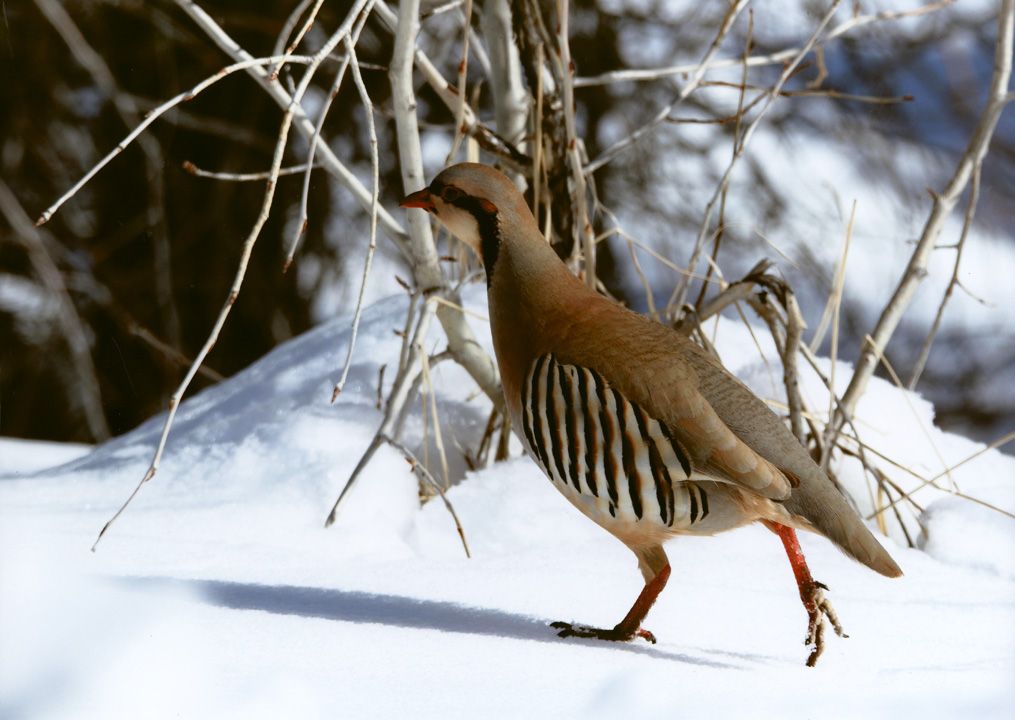 Honorable Mention - Wildlife